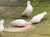 English tippler pure white