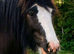 Beautiful HW Traditional Blagdon Cob Mare - *Project/Brood/Companion*
