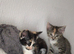 Kittens for sale