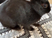 Baby rabbits