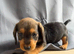 Wire haired dachshund x Jack Russell puppies