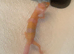 Albino leopard gecko cb26