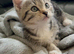 9 weeks old kittens ready in 3 weeks