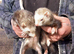 2 adult Jill's for sale