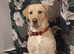 KC Registered yellow lab for stud