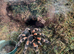 Mexican Red Knee Female