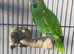 Yellow shouldered Amazon