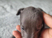Blue Whippet Puppy's for sale