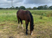 2 year old cobs