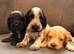 Kc registered show cocker spaniels