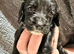 10 beautiful Sprocker spaniel puppies