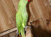 Green ring neck