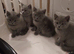 Full pedigree British Shorthair kittens for sale