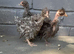 4 bantam chickens