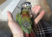 Beautiful baby green cheek conure