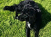 9 months old sprocker spaniel