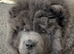 Stunning blue chowchow