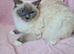 Ragdoll Kittens** READY NOW **