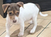 Jack Russell pups