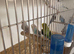 Lots of budgies