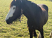 Filly for sale