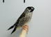 Cheer finches