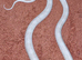 Adult corn snake