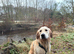 Proven Golden Retriever Stud Available