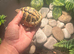 Female tortoise