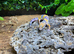 Purple Head Tangerine Leopard Gecko at Birmingham Reptiles