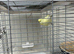 Lemon Yellow Male Budgie