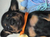 Beautiful KC Registered Dachshund Puppy Available