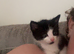 7 week old male kittens