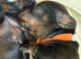 Miniature Wire Haired Miniature Dachshund