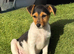 Traditional short-legged Jack Russell puppy's.