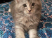 Fenalle ready 3 weeks tica registered. Active available