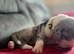 Championship Great Dane Pups