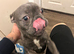 Female 1 year old French bulldog