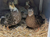 Pair of 2026 unrelated Pied Mallard Call ducks