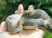 Fancy mice