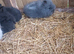 Angora x lion head bunnies