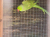 Breeding pair of ring necks