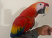 Stunning Talking Very Tame Loving Scarlet Macaw