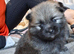 1 gorgeous pomeranian pup 7wks old