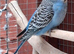 Budgie, male