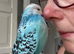 Stunning Super Tame Male Exhibition Budgie
