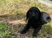 Full cocker spaniels puppy&rsquo;s
