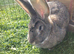 Adults continental giant rabbits females