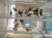 Cage n aviary birds