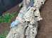 Bearded Dragons Various Morphs